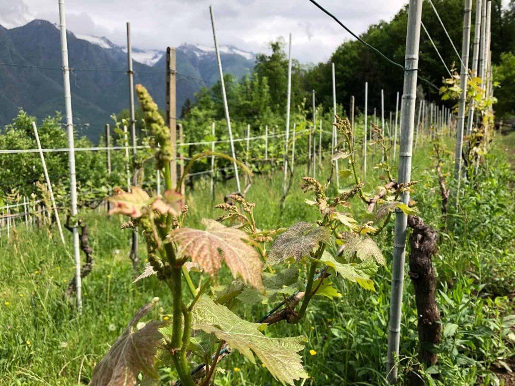 Vigneto in Val d'Ossola