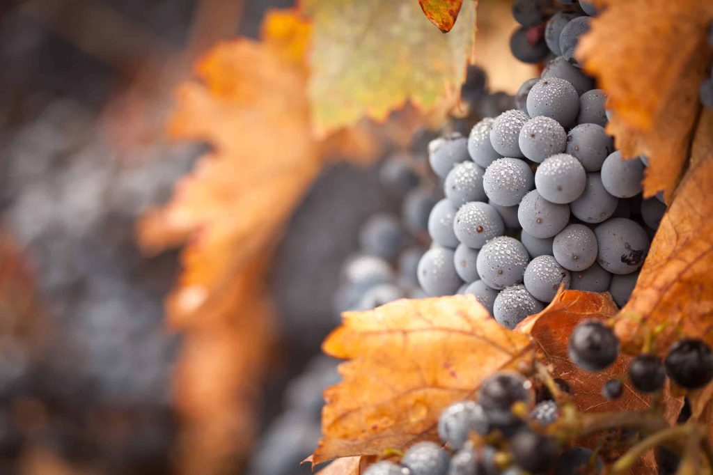 Storia del vino ossolano
