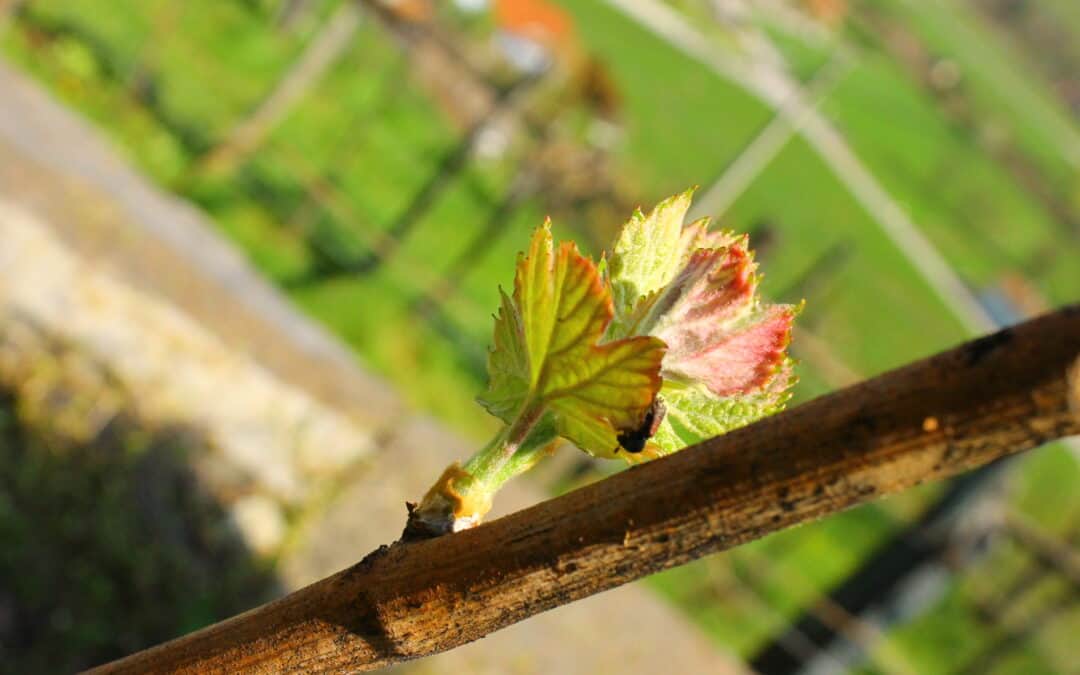 Effects of climate change on vineyards