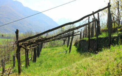 La viticultura Eroica in Val d’Ossola