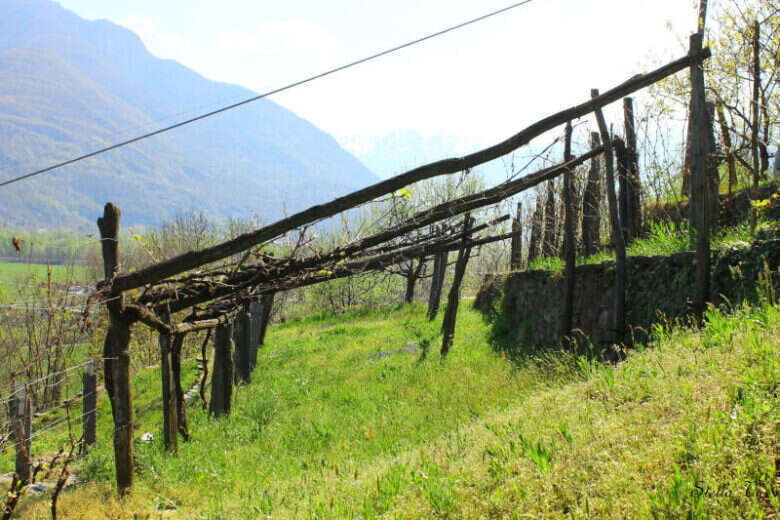 La viticultura Eroica in Val d’Ossola