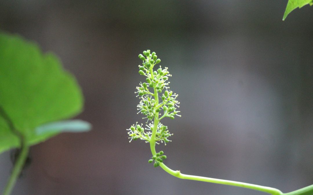 La brotación de la vid: la primavera en el viñedo