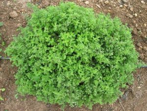 Marjoram
