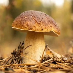 Nấm porcini