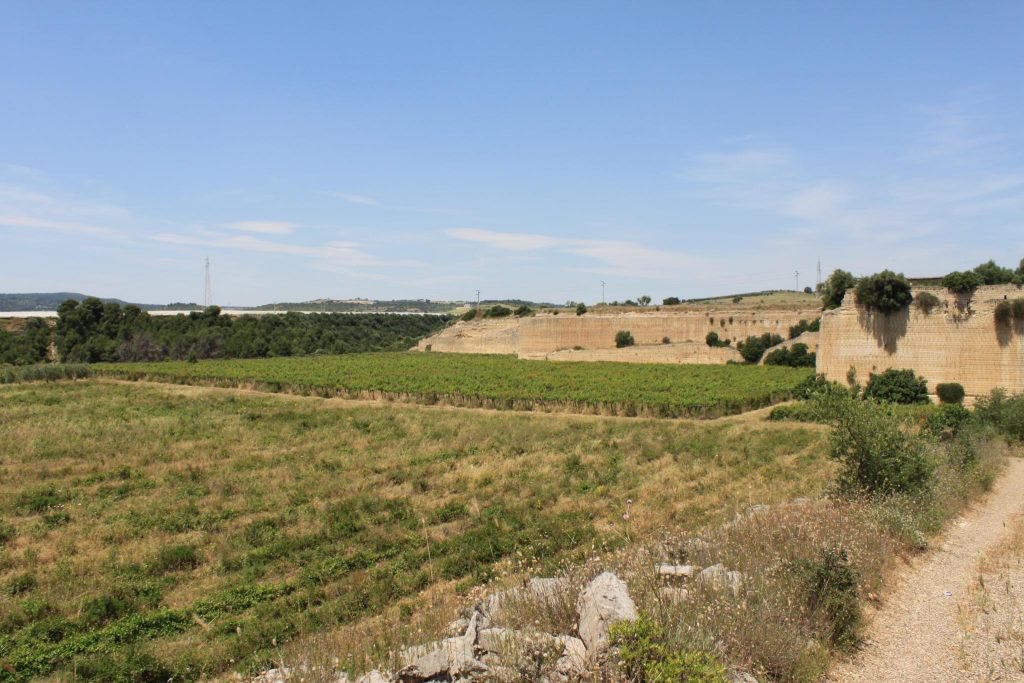 Vigneto biologico in Italia