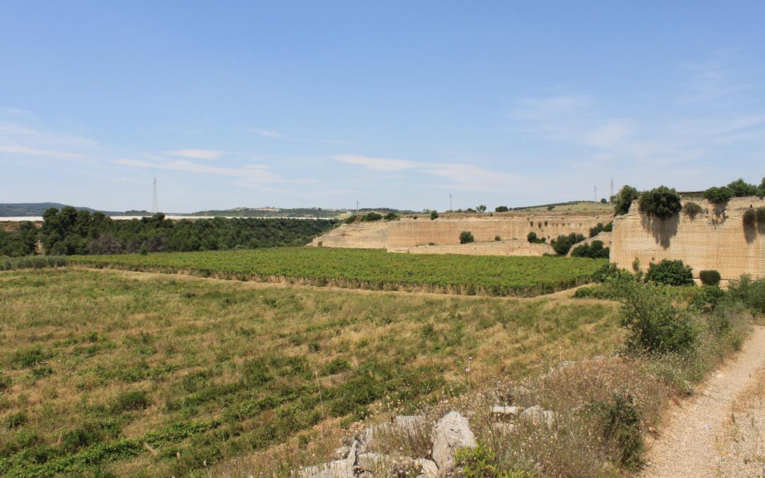 Biologische, biodynamische of natuurlijke wijn: de verschillen