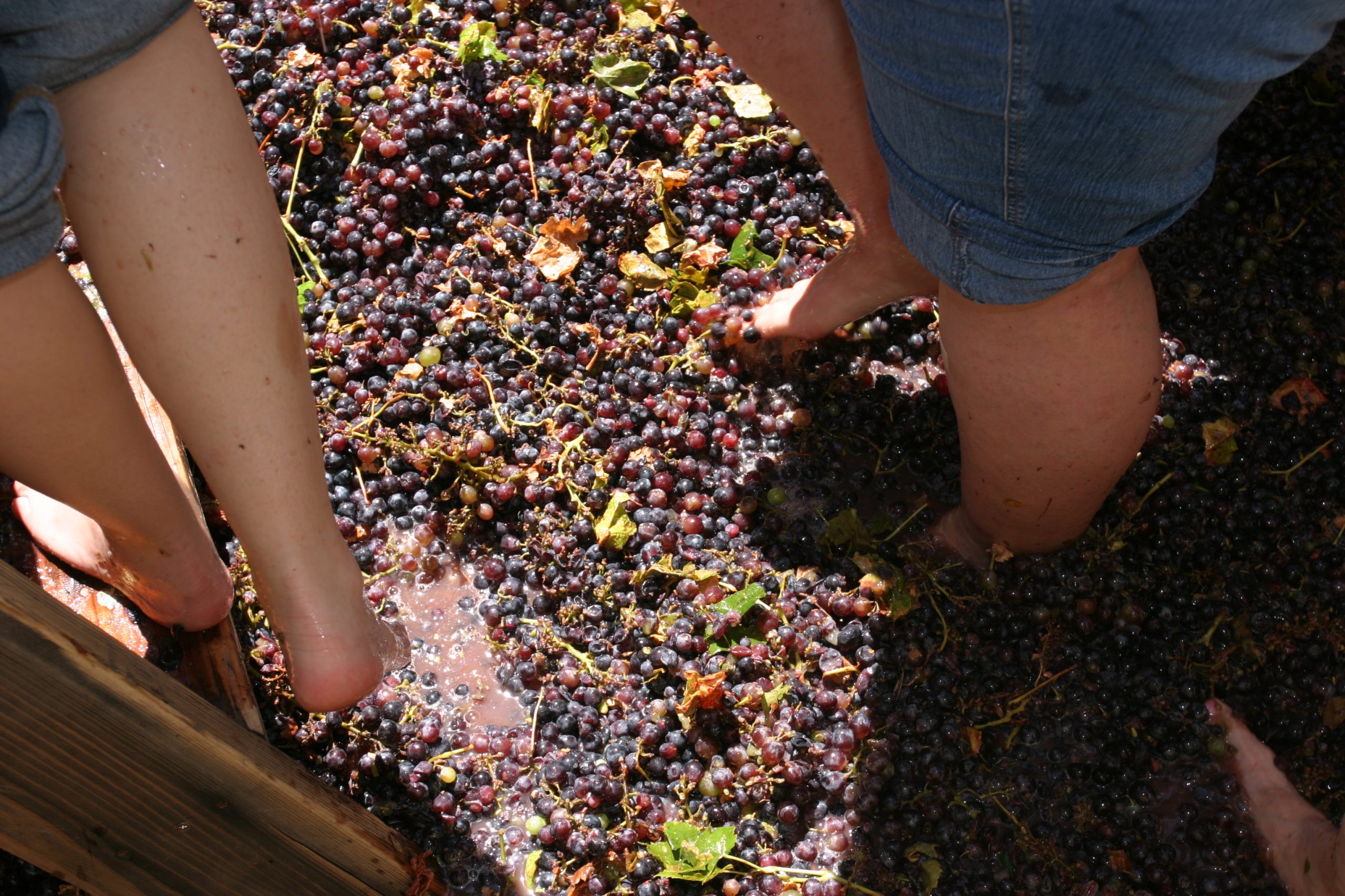 Pigiatura dell'uva con i piedi, tradizione vinicola