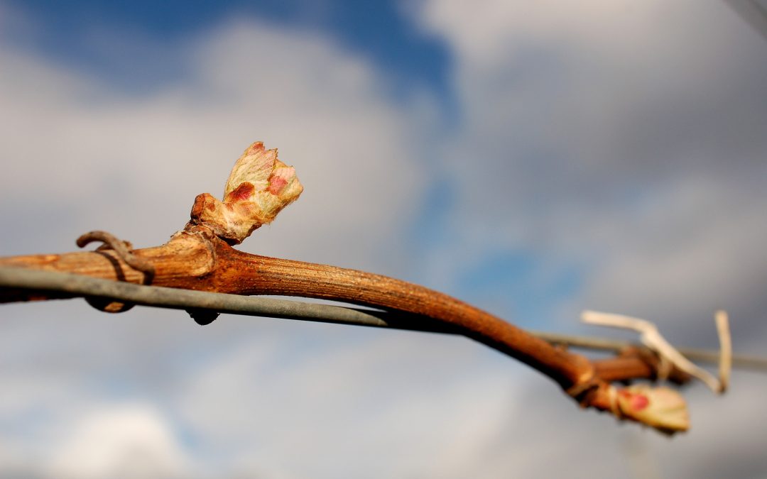 Il risveglio della natura nel vigneto a primavera