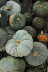 Zucca