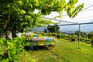 Degustazione di vino sotto il pergolato con vista sulla Val d'Ossola